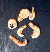 Krill_50pix02