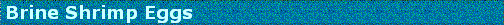 Brine Shrimp Eggs