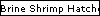 Brine Shrimp Hatcheries