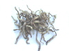 FDEW100p